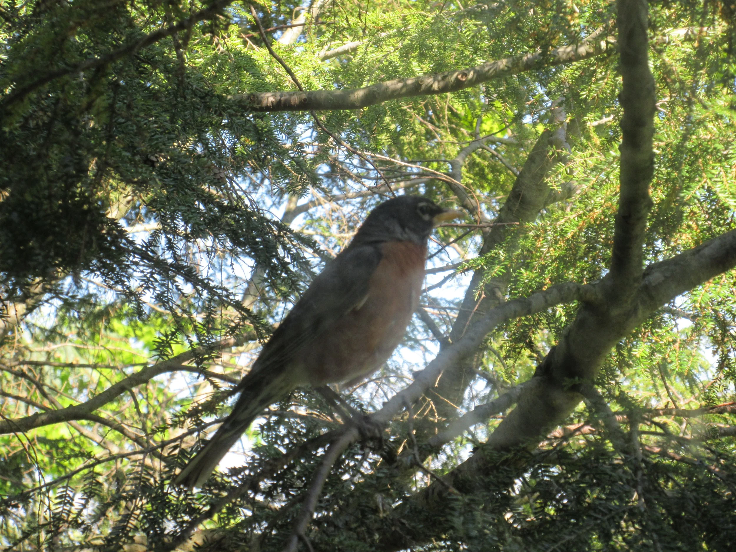 American Robin
