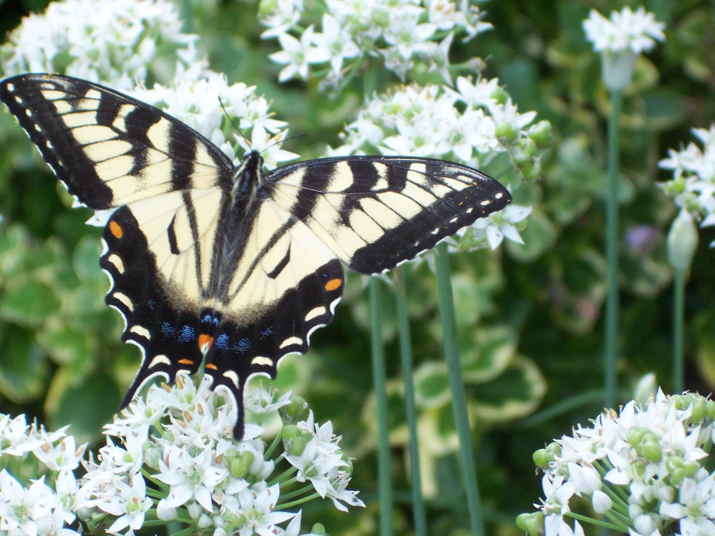 Canadian Tiger Swallowtail