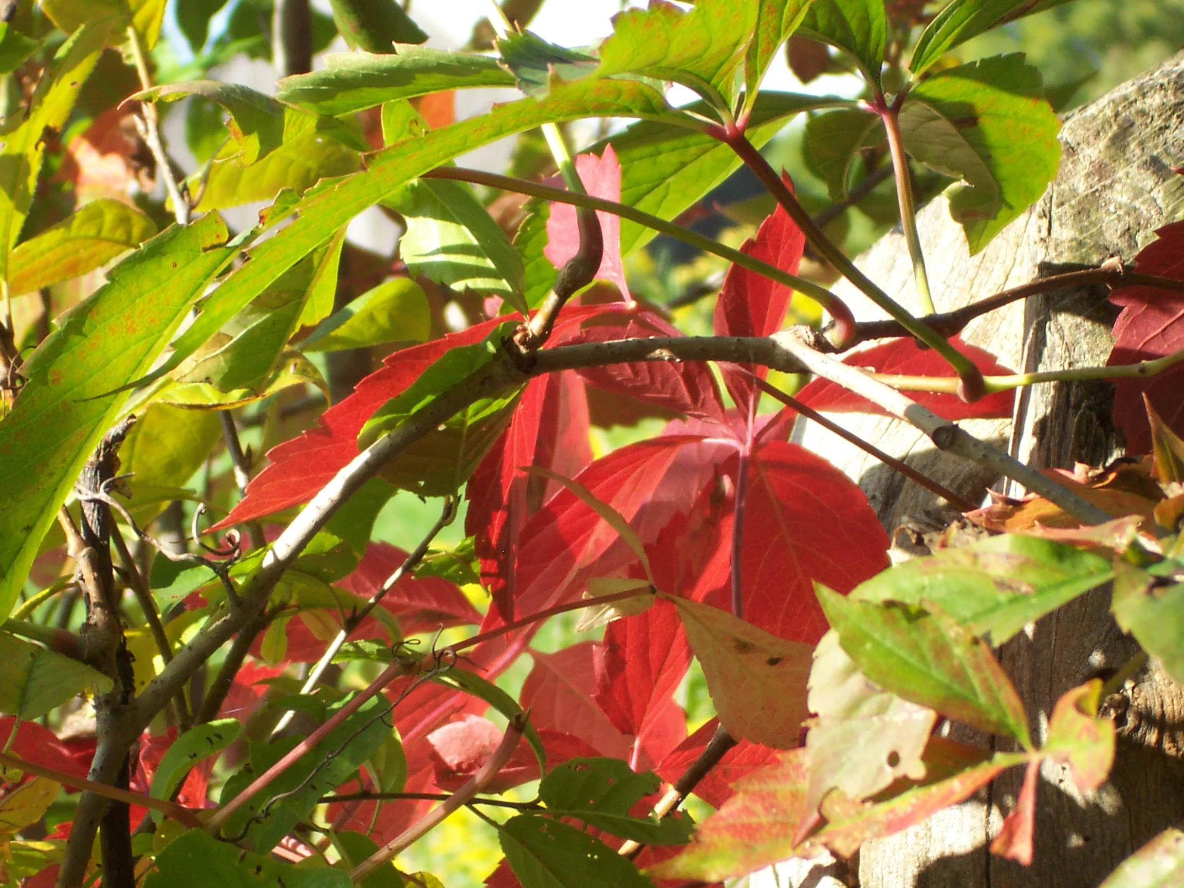 Fall foliage