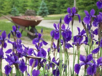Iris and wheelbarrow