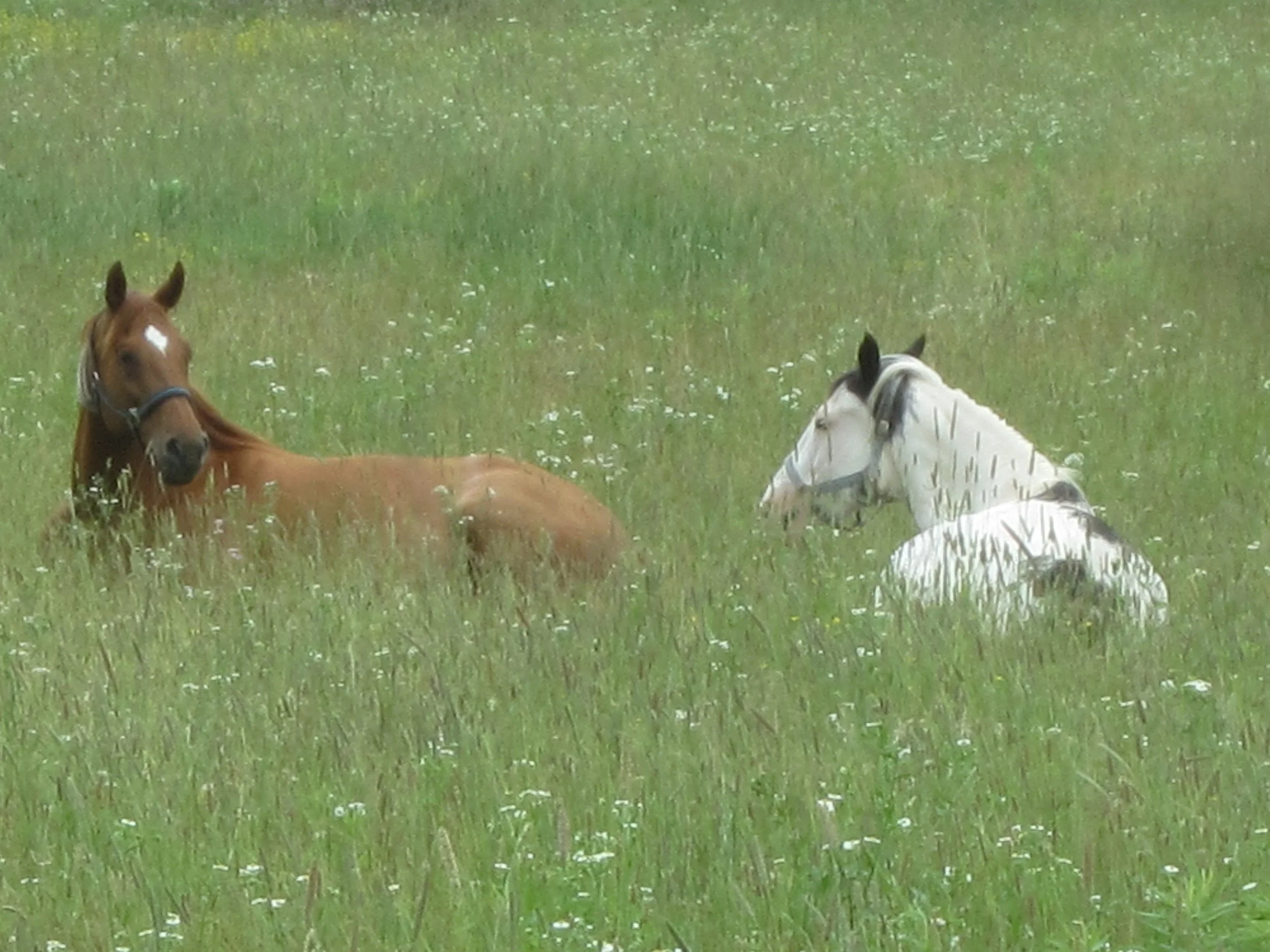Sundance and Hopi