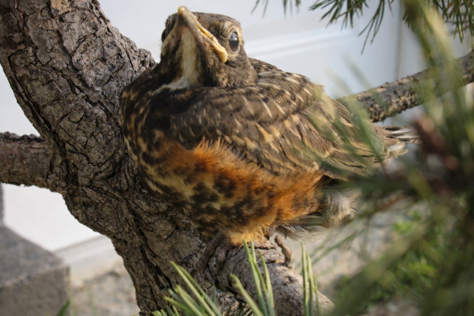 Fledgling American Robin