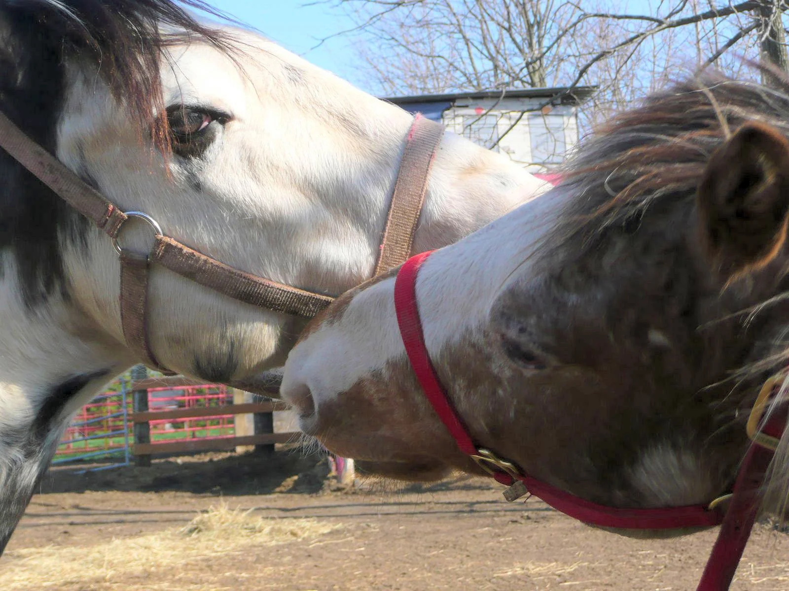 Flek and Sundance necking