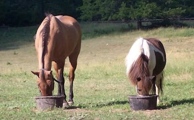 Sukkah and best bud Cookie