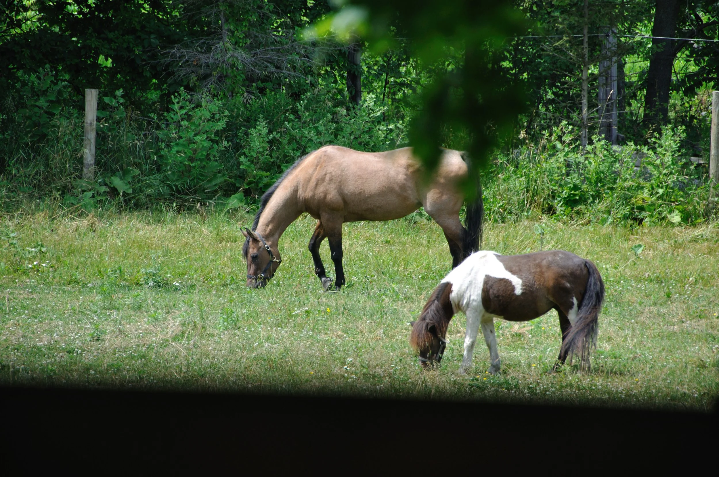 Never apart: Sukkah and Cookie