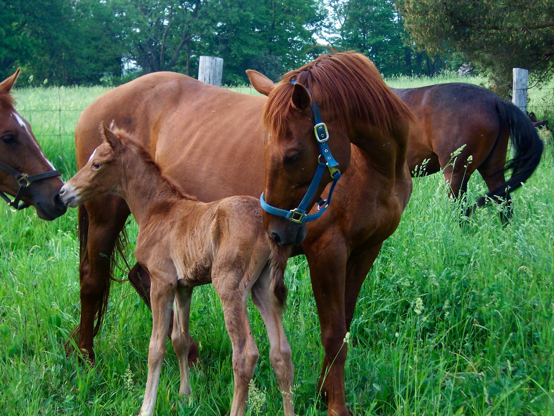 Hopi and Mom Sally
