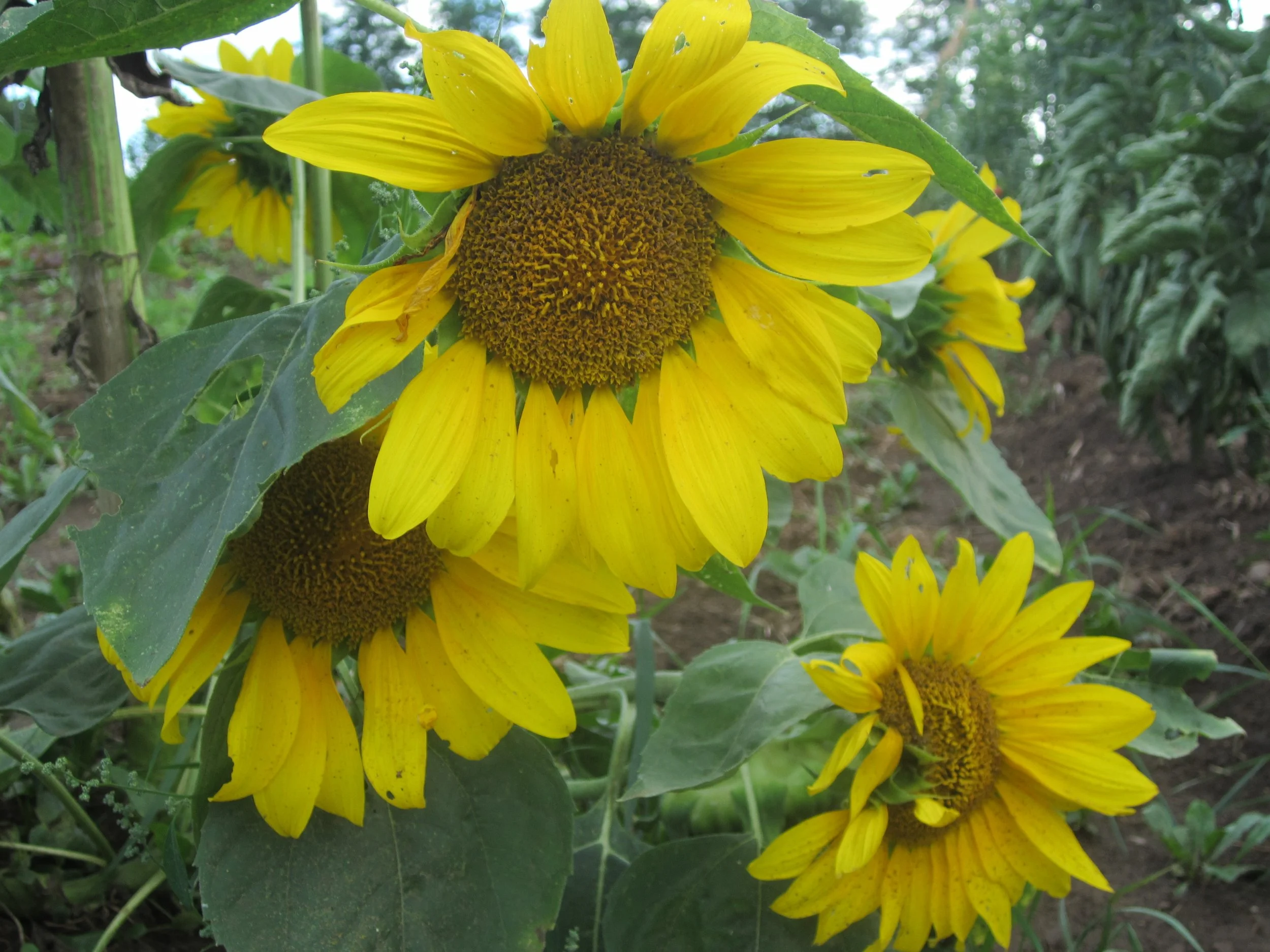 Sunflowers