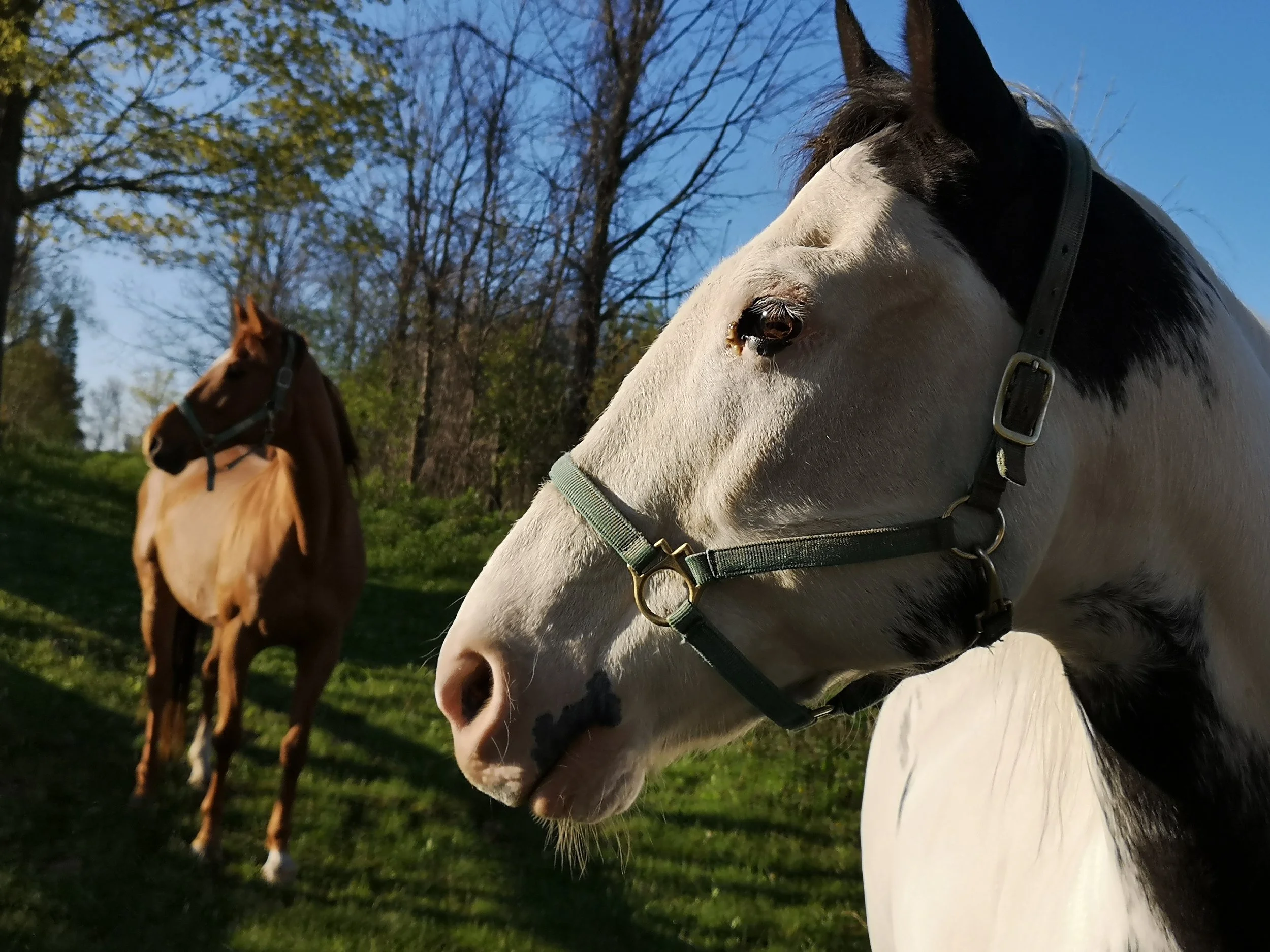 Sundance and Hopi