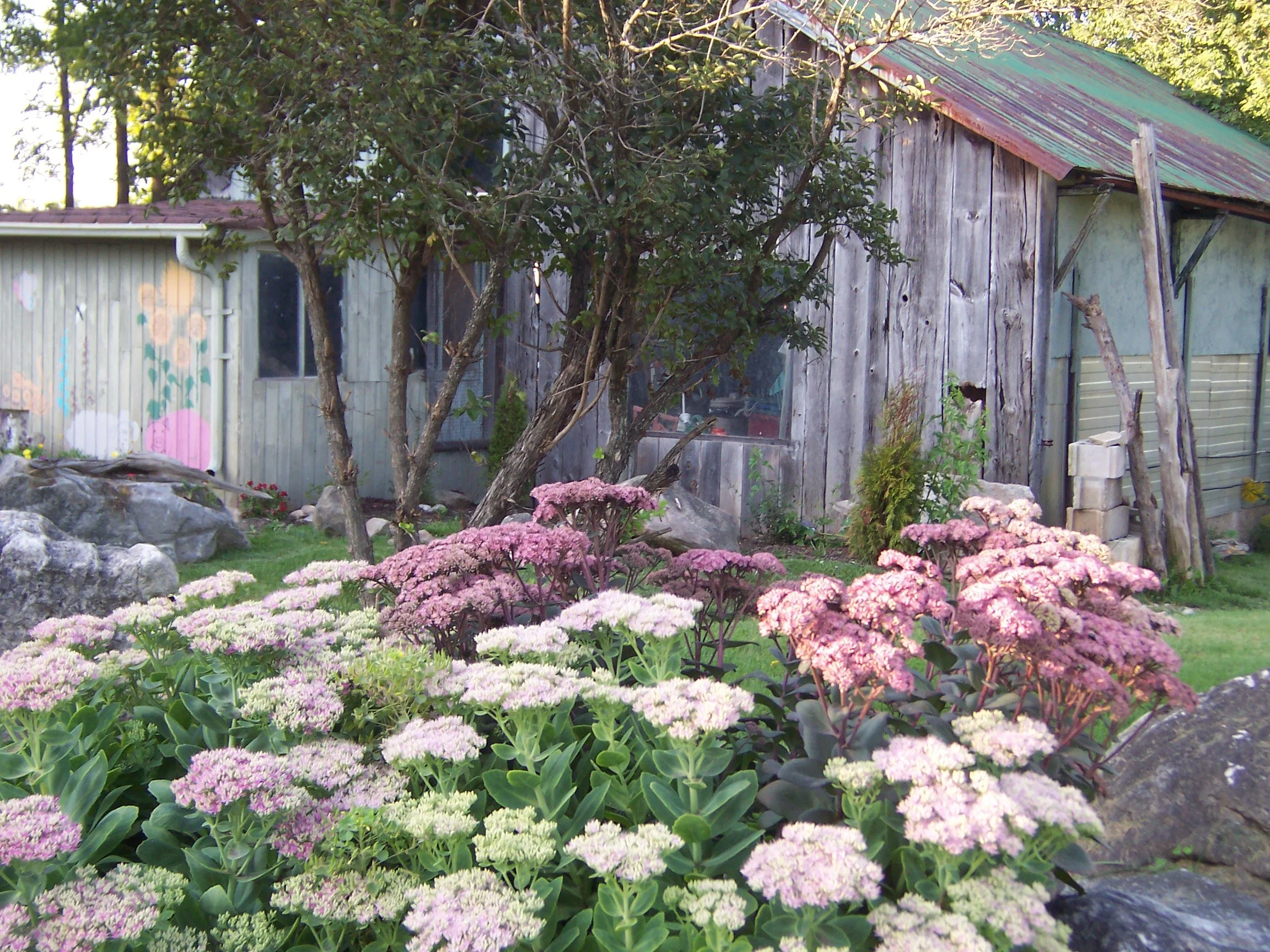 Sedum and shed