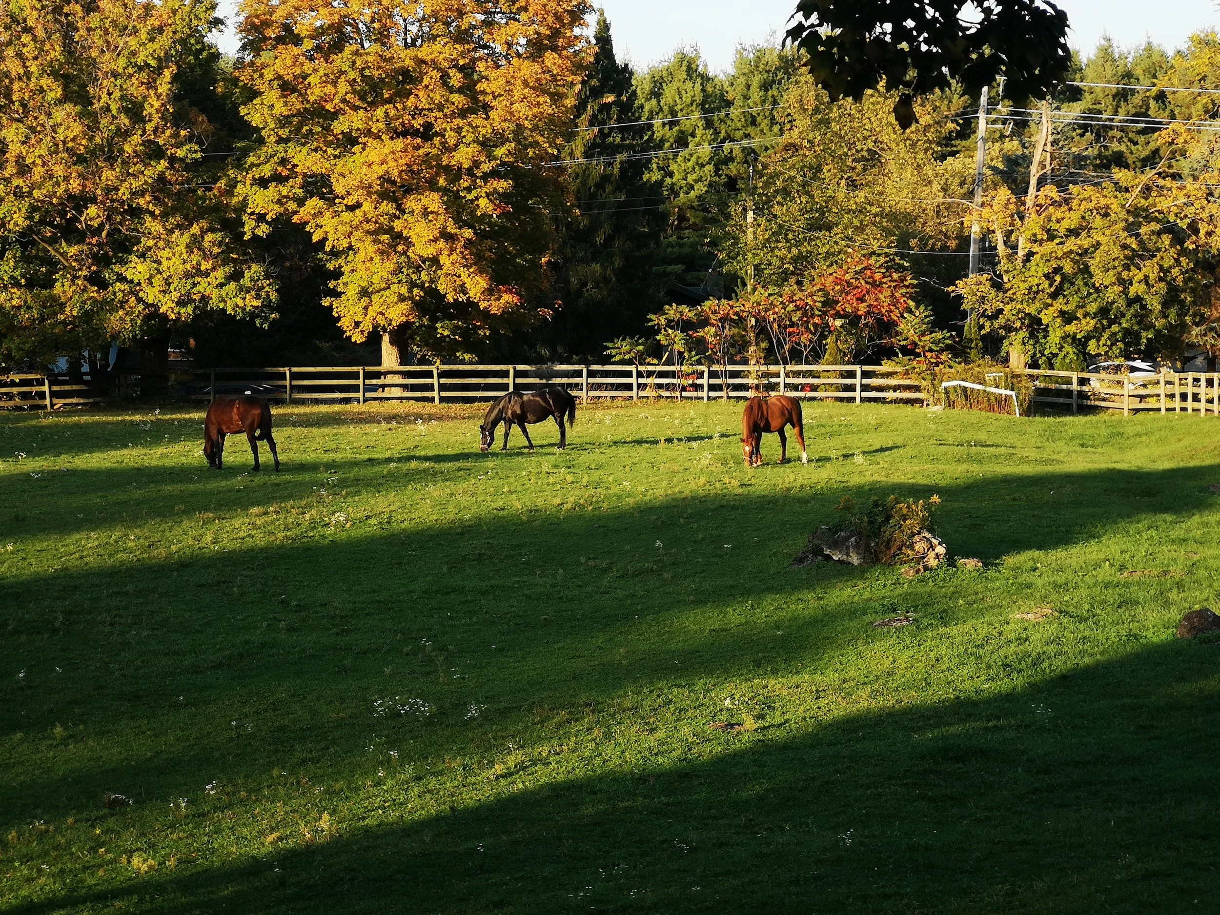 Zorro, CC and Hopi