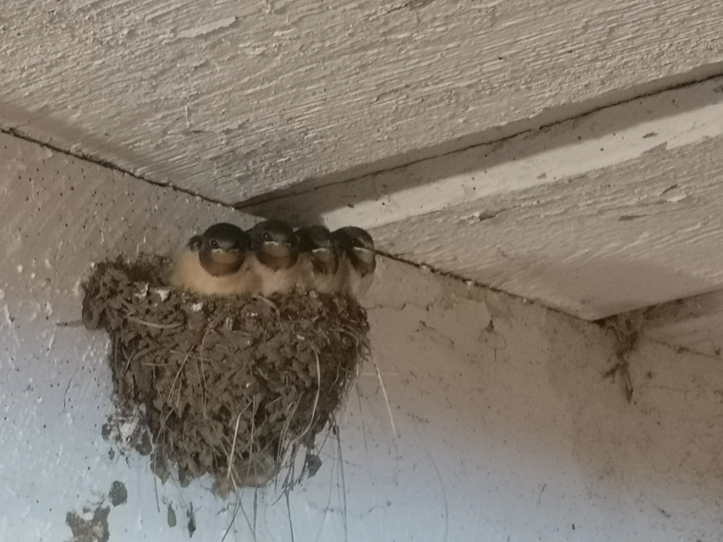 Baby barnswallows