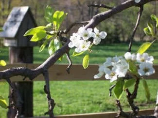 Pear tree in spring
