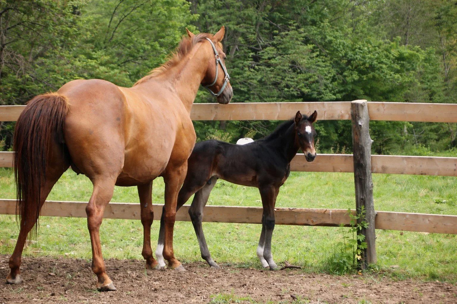 Sally and her boy Merlin
