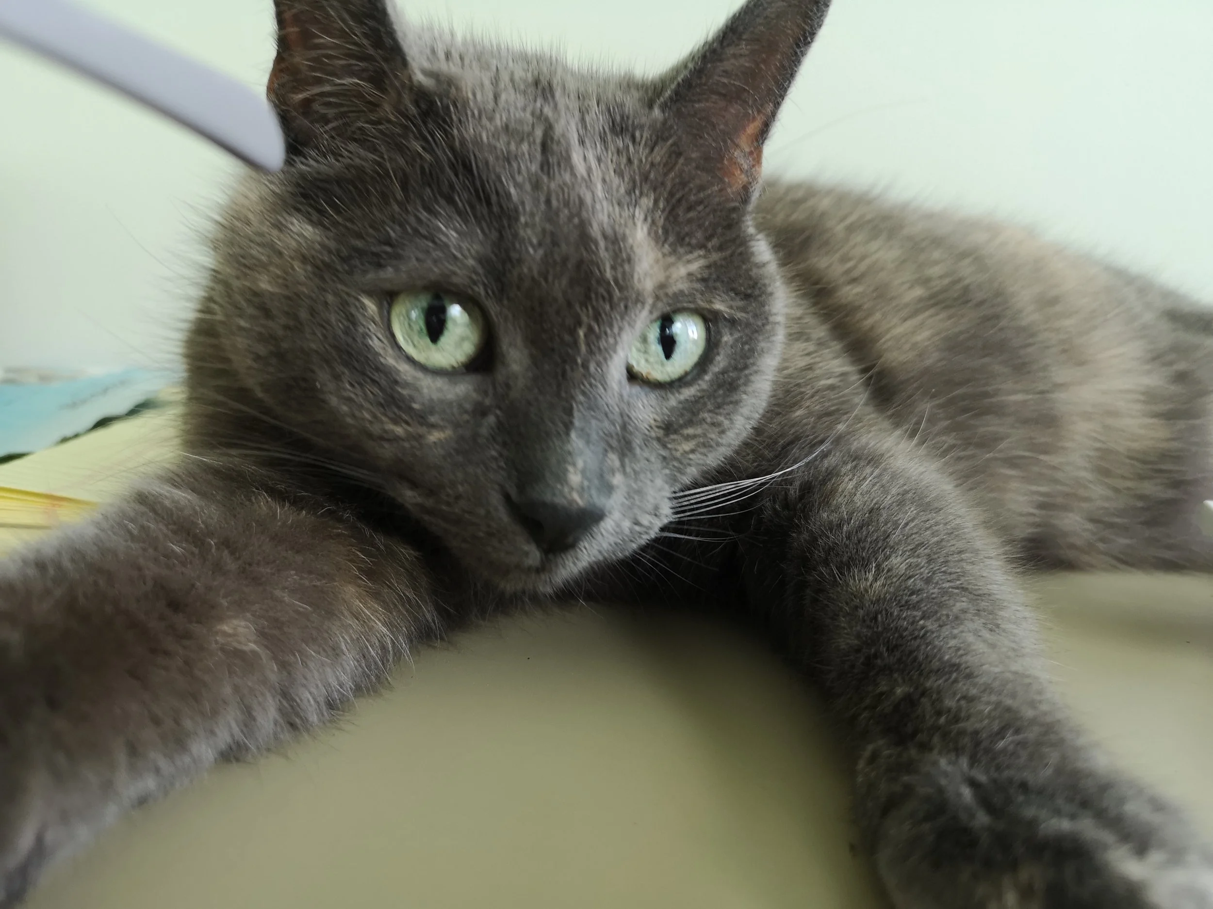 Mietzekatze
