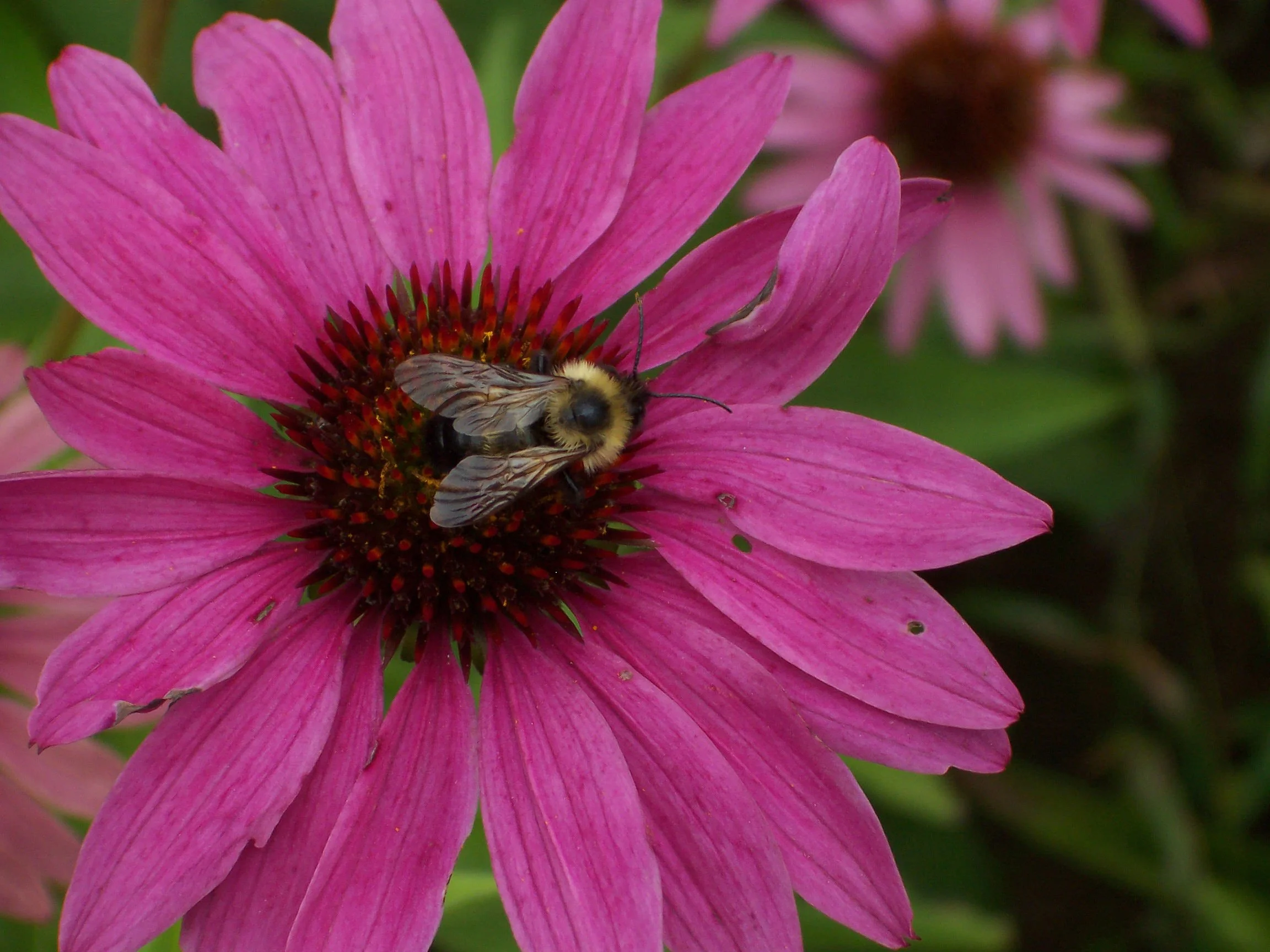 Echinacea with bee