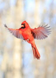 BIRD BLISS: A SEMINAR FOR YOUR HEART