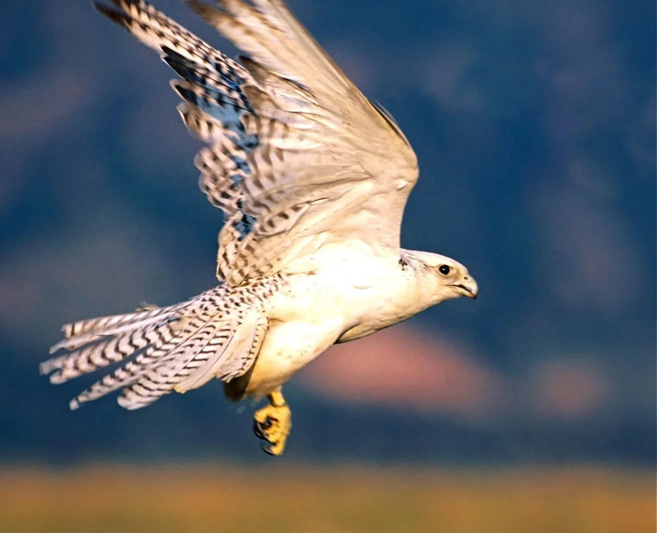 CALLING IN YOUR WHITE EAGLE: A COURSE FOR HIGHER SELF CONNECTION