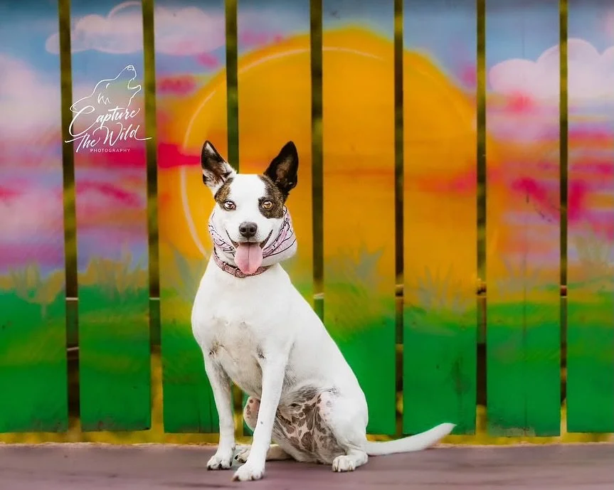 Thank you so much!! The pups &amp; the people had such a fun day at Paws on the Patio &amp; we learned so much from our incredible vendors 🌟🌟🌟 

Check them out for your 📸 needs!! ⬇️ 

Repost from @capture_the_wild_photography
&bull;
It was great 