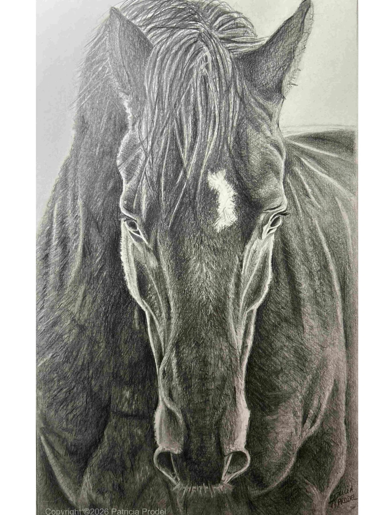 Tête de cheval