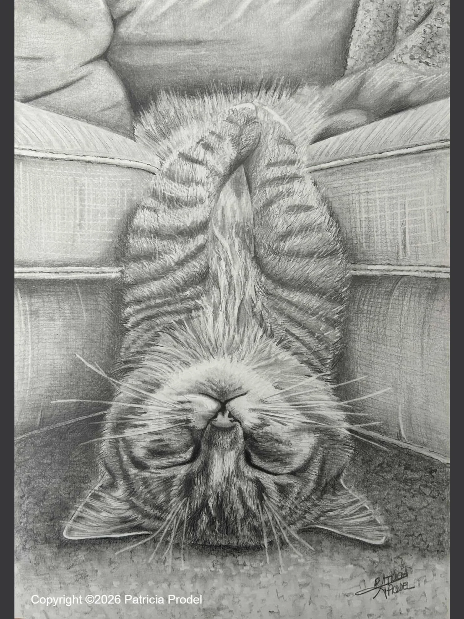 Chat Canap
