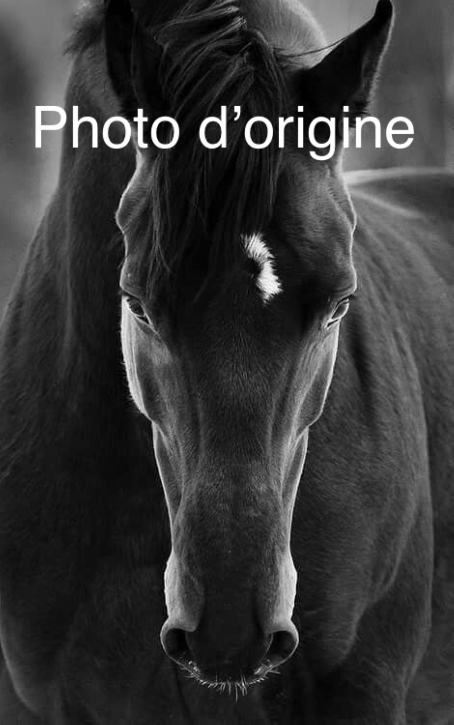 photo-tete-cheval-portrait-noir-et-blanc-animal-crinière.jpg