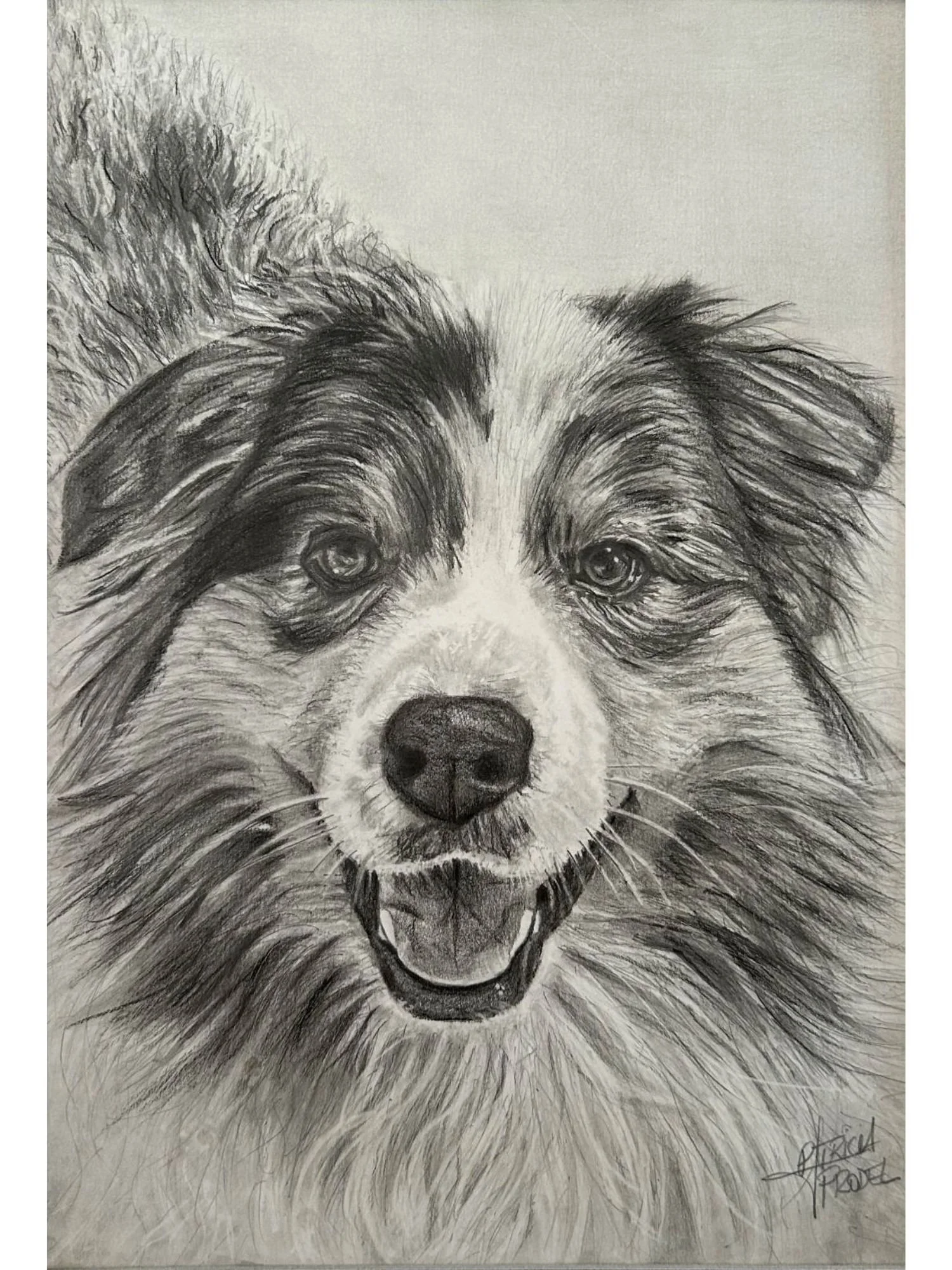 dessin-personnalise-fait-main-d-apres-photo-crayon-animal-portrait-cheval-chat-chien-idee-cadeau-portrait-berger-australien.jpg