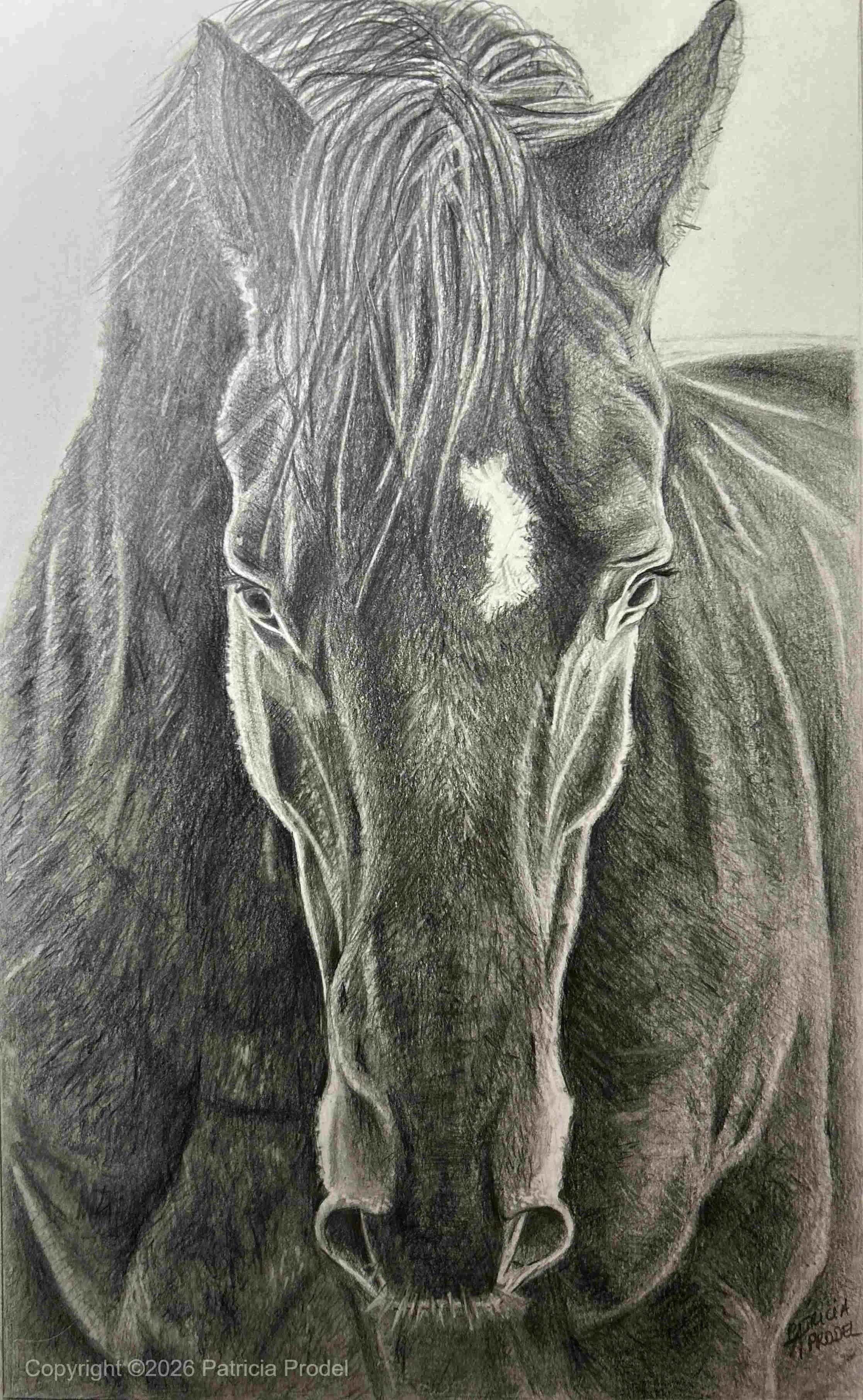 Tête de cheval 26,9x16,7 cadre 30x40 -190€-