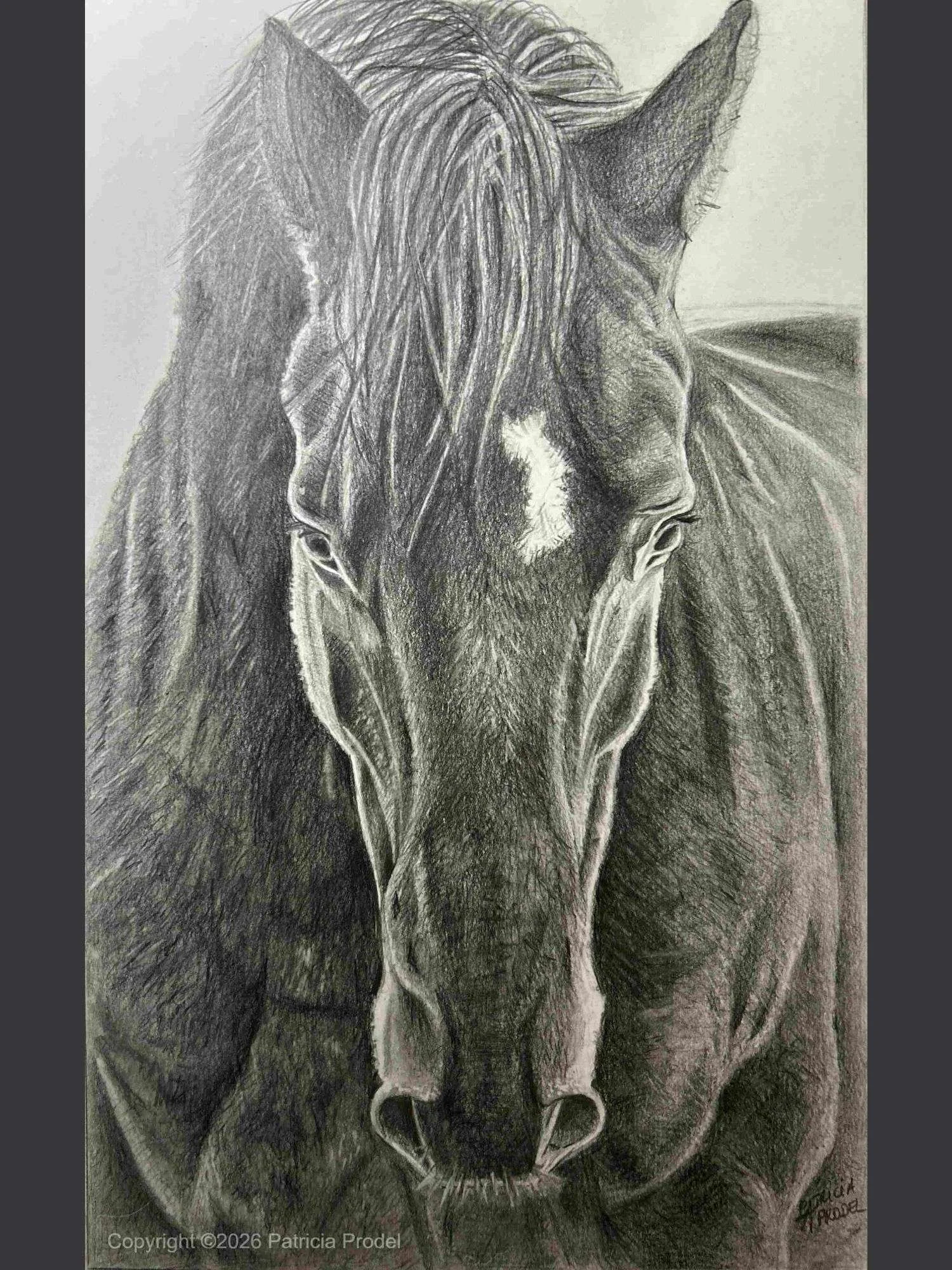 Tête de cheval