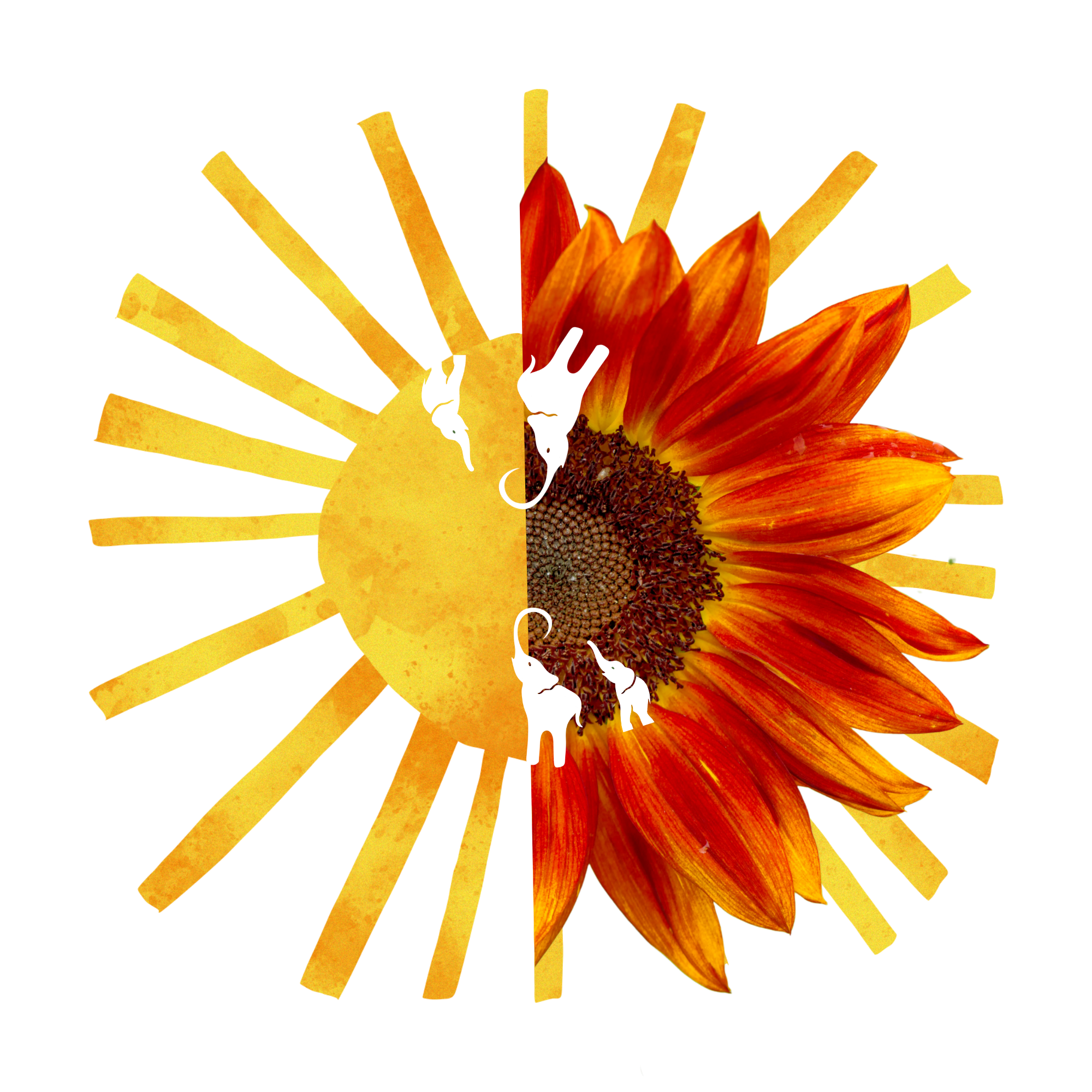 Circling Back to Midwifery