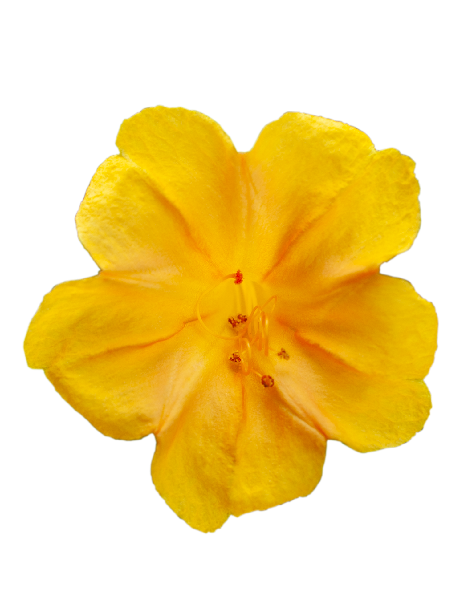 A close-up of a bright yellow flower with five petals