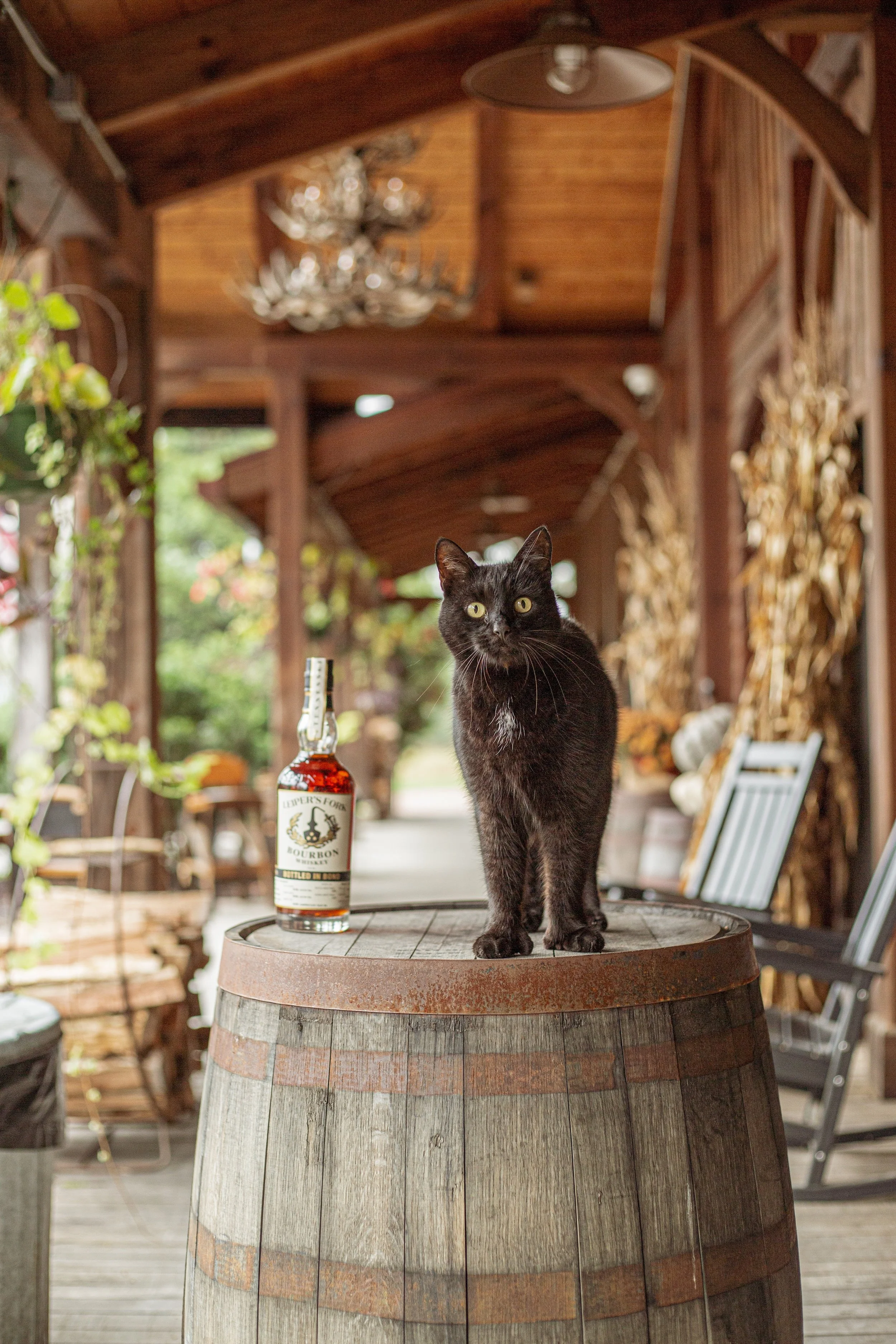 A black cat standing on a wooden barrel with a bottle of bourbon whiskey beside it in a rustic outdoor setting.