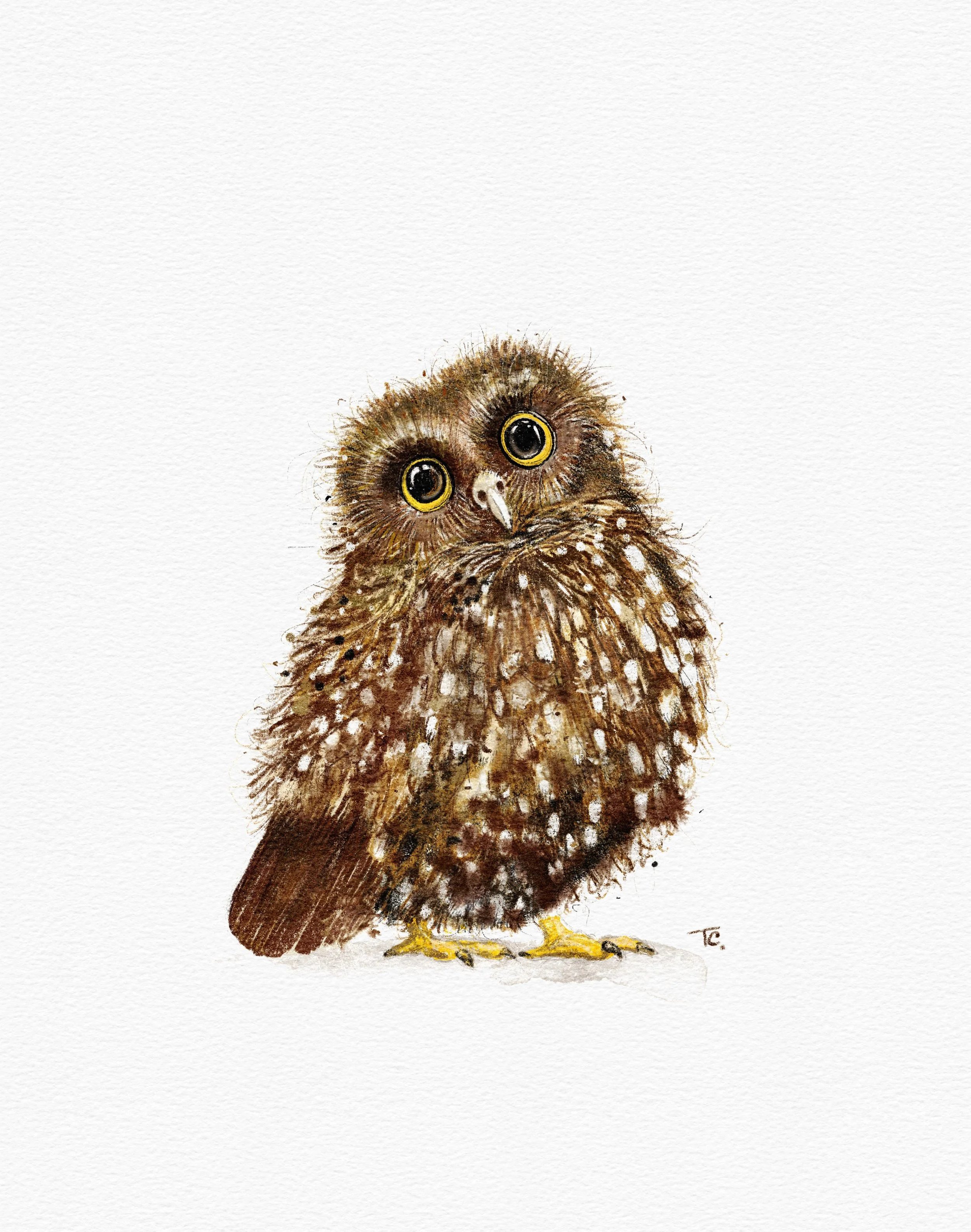 Morepork 