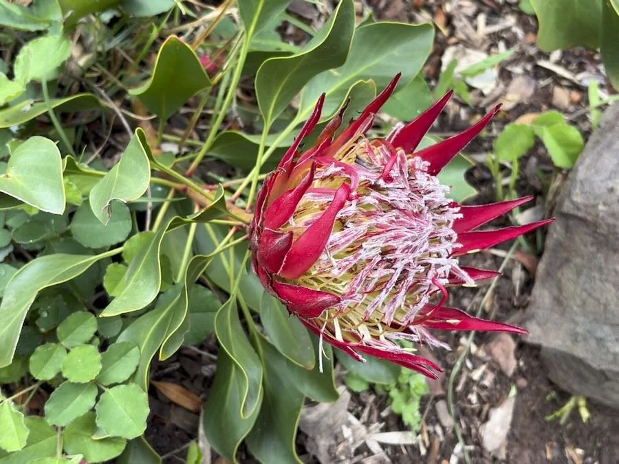A flowering protea plant, with a large, cone-shaped pink and red flower head surrounded by pointed red bracts, among green leafy foliage.