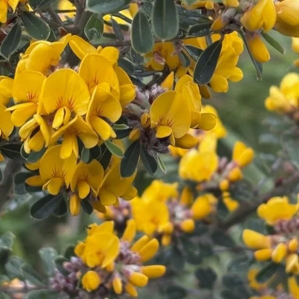 Close-up of yellow flowers on a shrub with green leaves.