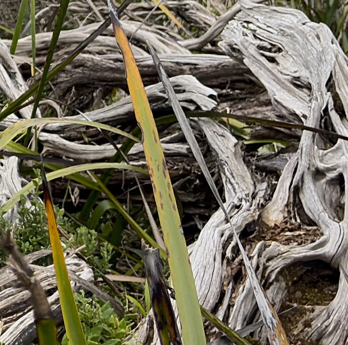 Close-up of bleached driftwood and twisted timber beside upright sedge stems in green and gold. Pale grey wood grain fills the background. Fine art photograph detail, Phillip Island.