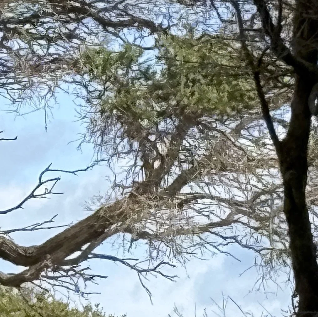 Upward view of fine, branching coastal tree canopy with sparse green leaves against a pale blue sky, framed by darker trunks at the edges