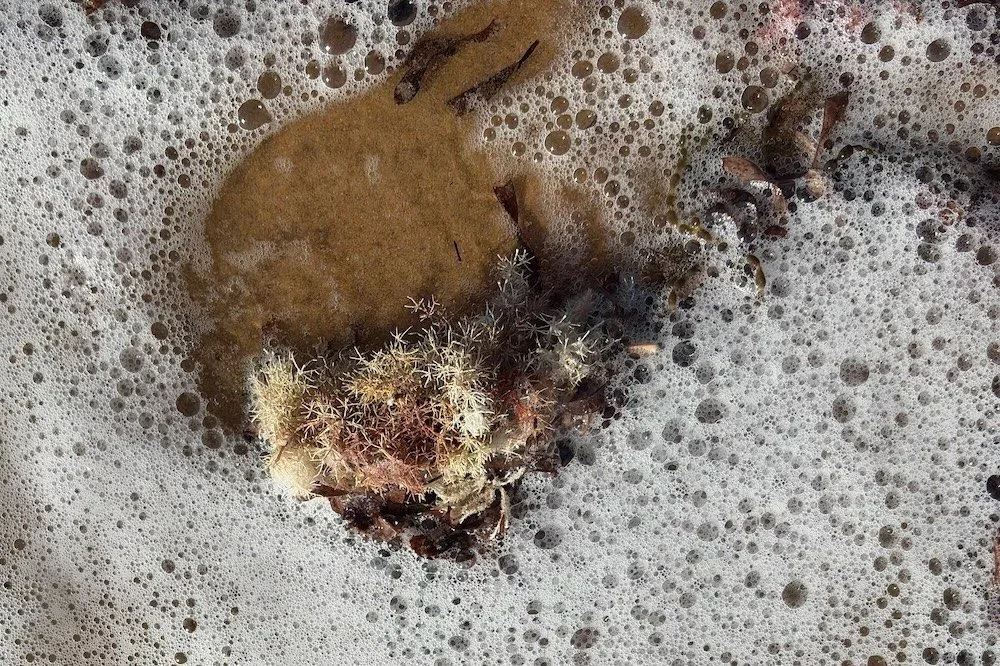 A cluster of brown and pastel seaweed on a sandy beach surrounded by seafoam as the tide turns.
