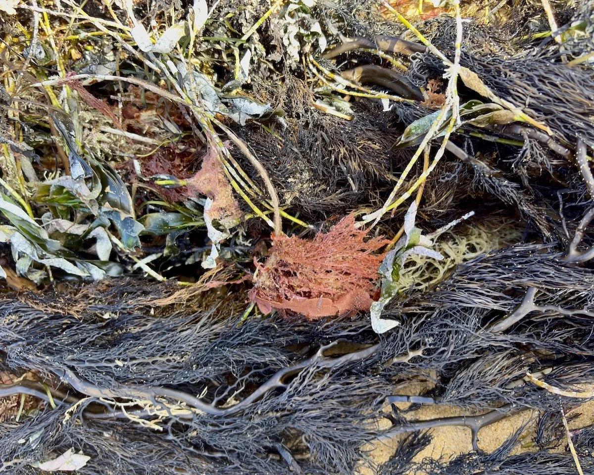 Intertidal