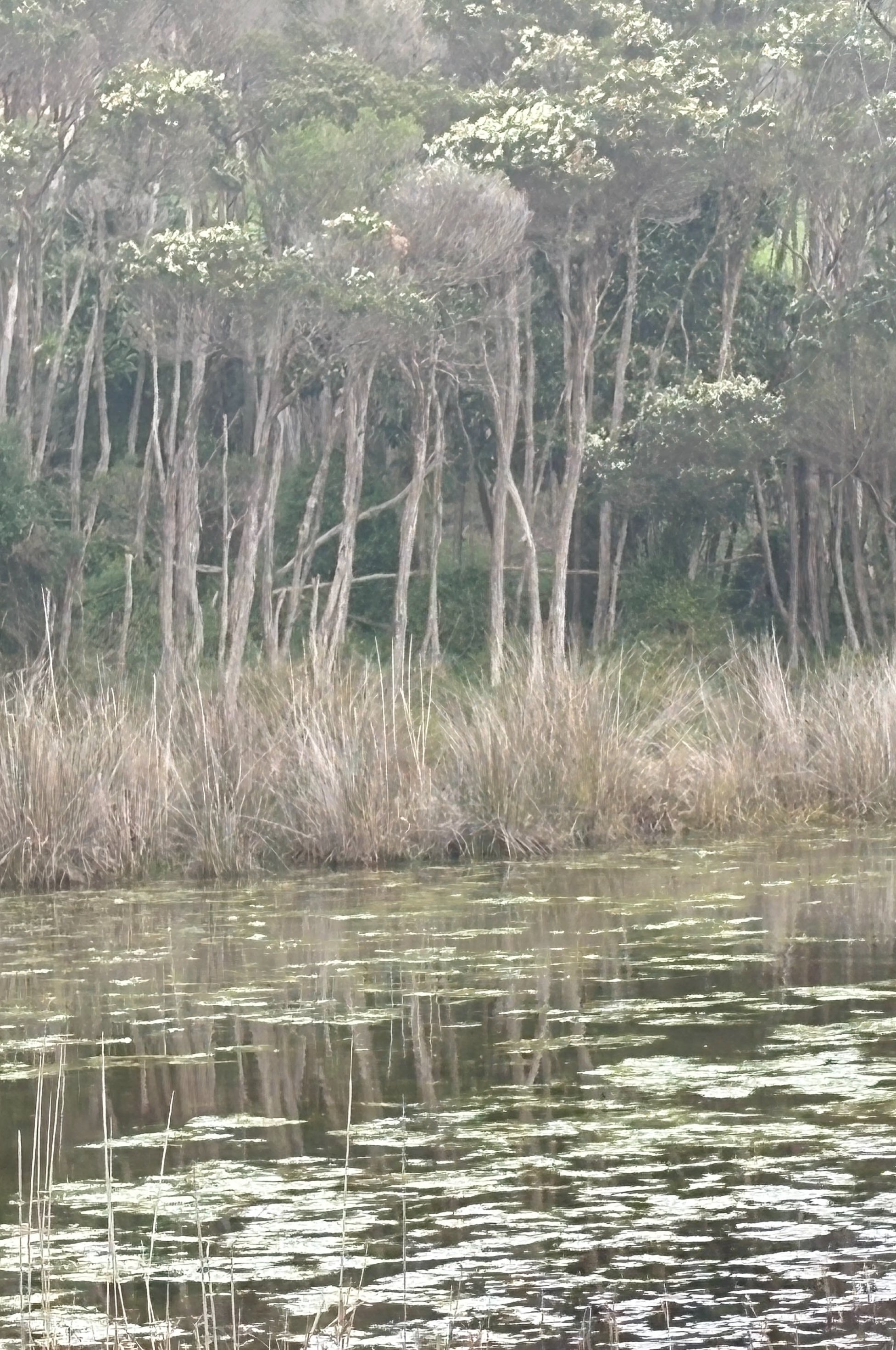 still-creek.jpeg