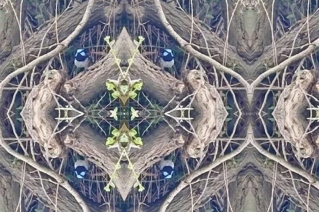 Unsettling Beauty