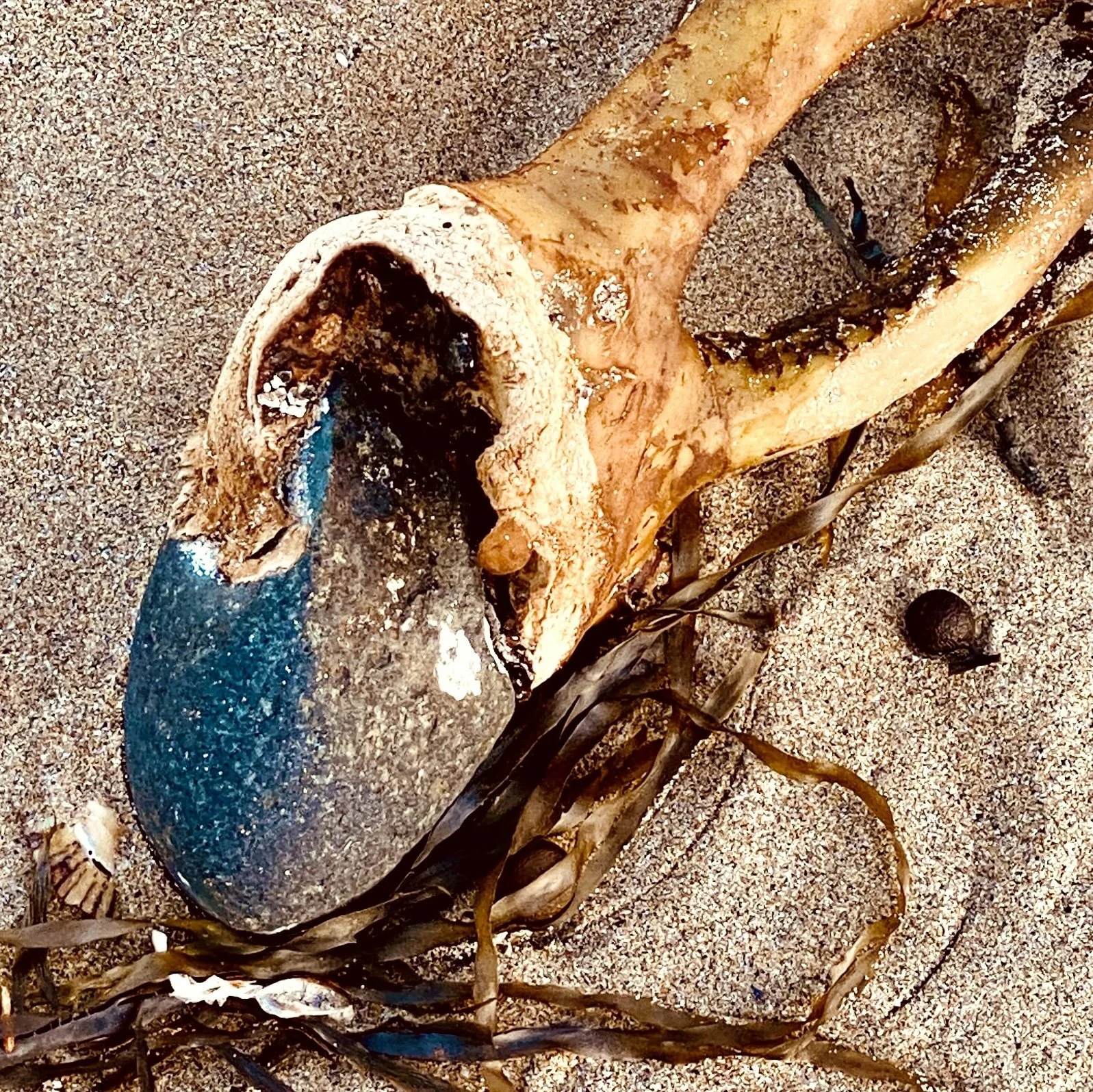 Close view of a kelp holdfast wrapped tightly around a blue stone, resting on sand with tangled seaweed and shell fragments.