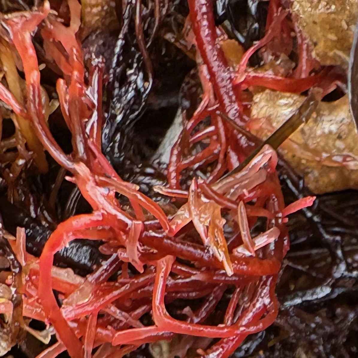 Close-up detail of tangled red seaweed with glossy, branching forms layered over darker marine textures, highlighting fine structure and coastal organic patterning.