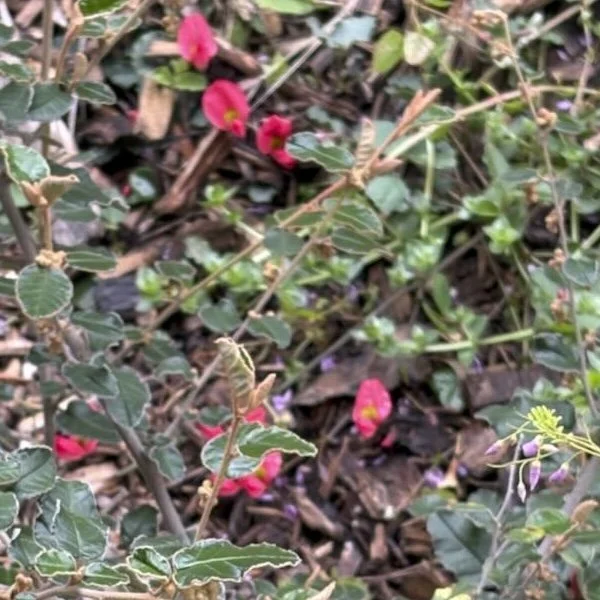 Close-up of a ground covering of green and variegated leaves with small red flowers amid fallen brown leaves.