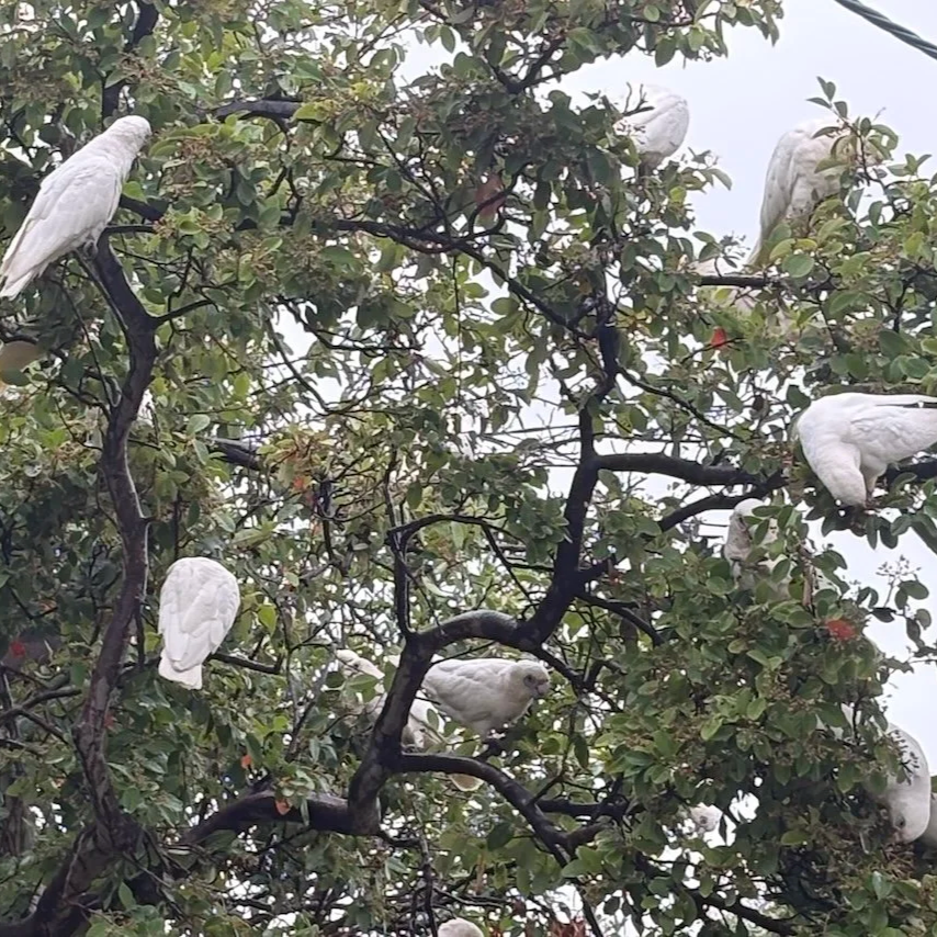 White birds perched on the branches of a leafy tree.