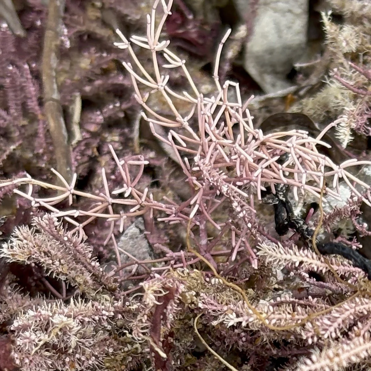 An extreme close-up of fine branching pink algae with segmented, almost architectural structures.