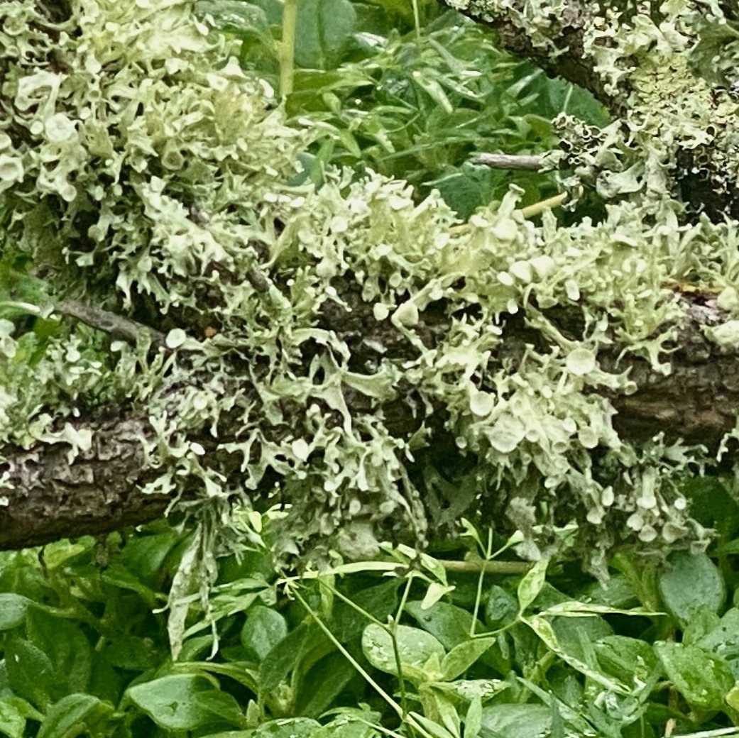 Close up of pale grey-green lichen growing on fallen branches. Fine art photograph, Phillip Island.