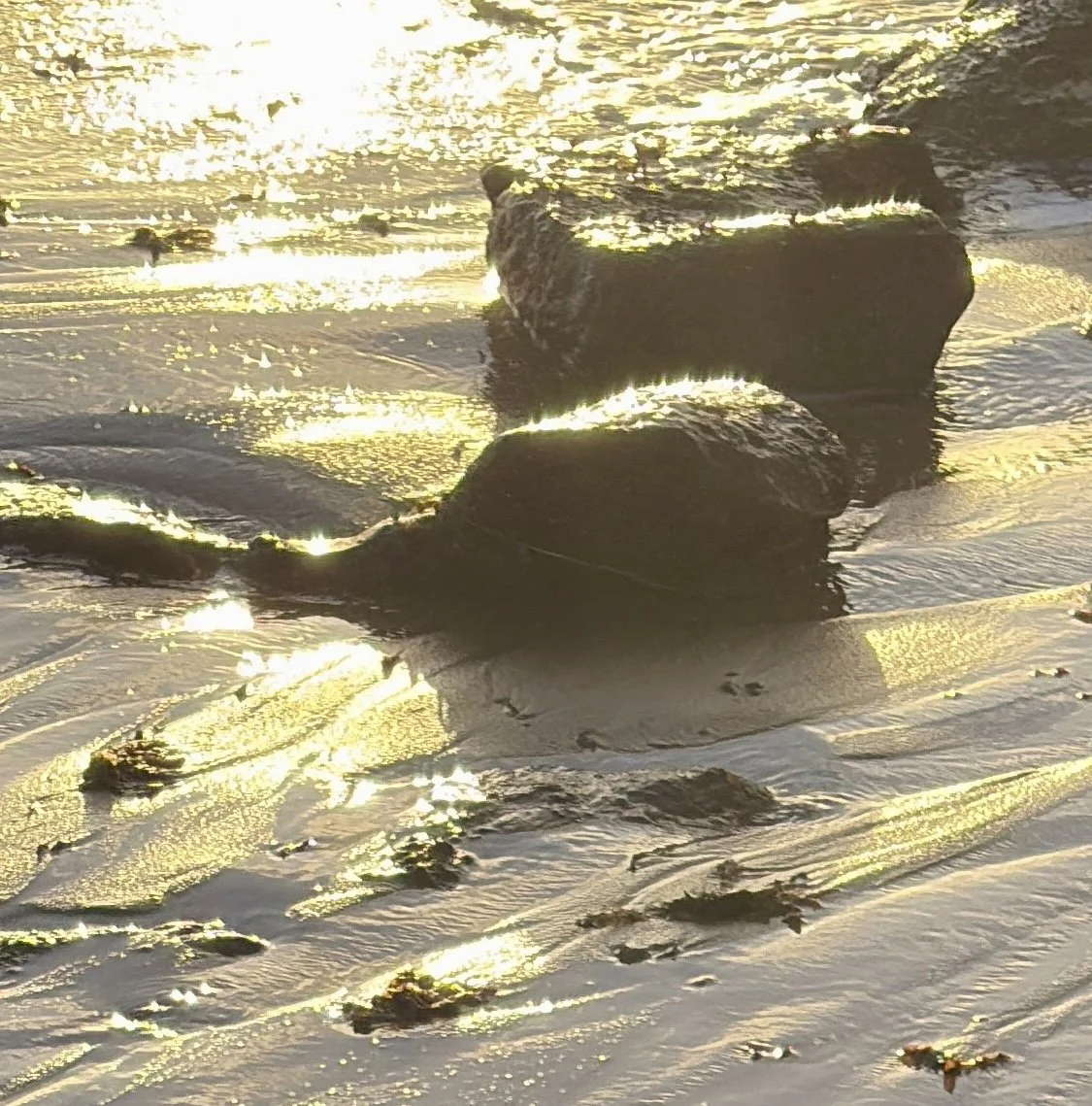 Wet intertidal sand and rocks lit by low golden light, seaweed scattered across rippled surface. Detail from Afterlight, fine art photograph.