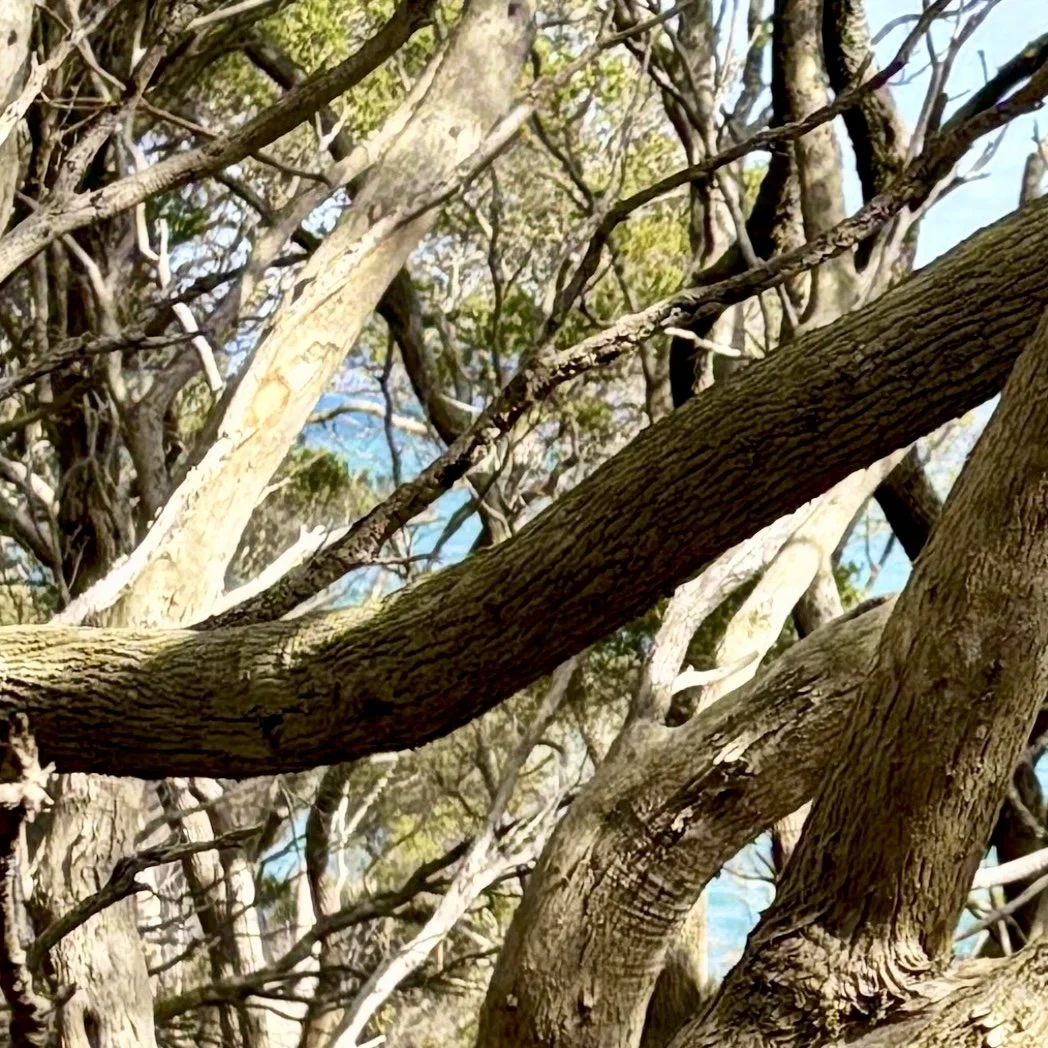Close-up of intersecting coastal tree branches with textured bark, layered diagonally across the frame with soft green foliage and blue sky behind.