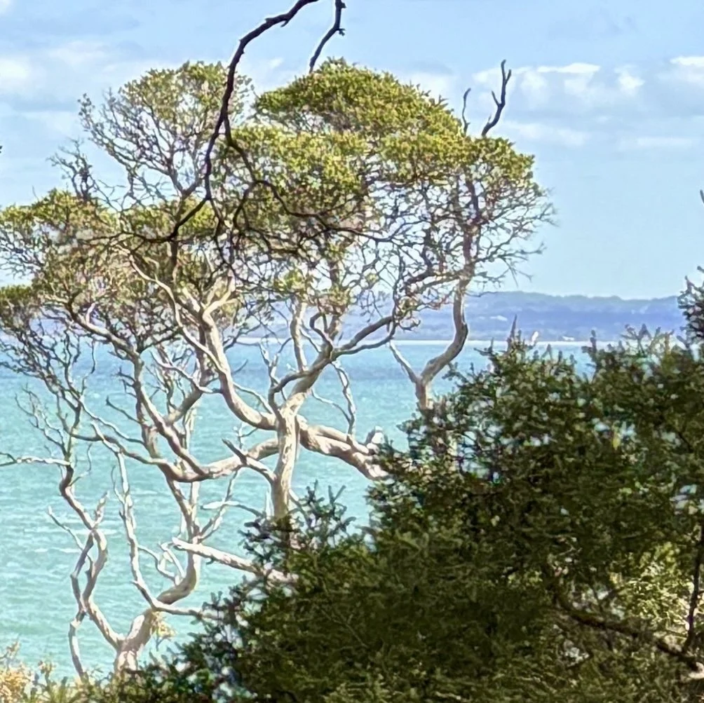 Detail of more delicate coastal tree with pale, branching limbs and sparse green canopy, set against bright turquoise water and distant shoreline, partially framed by darker foreground foliage.