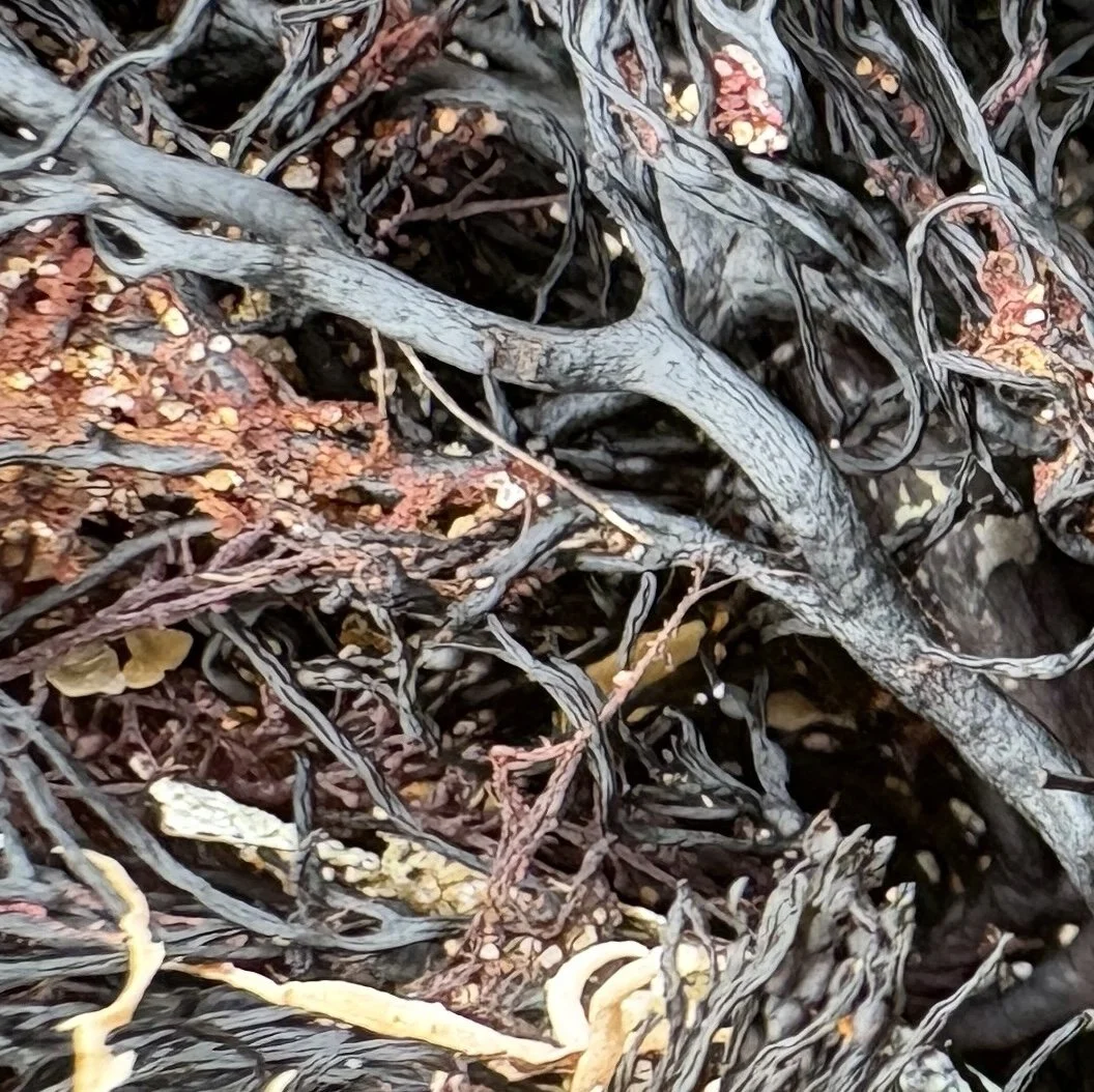 Detail of intertwined seaweed strands with speckled golden textures against dark, fibrous forms, highlighting intricate coastal patterns.